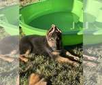 Small Photo #1 German Shepherd Dog Puppy For Sale in FEDERAL WAY, WA, USA