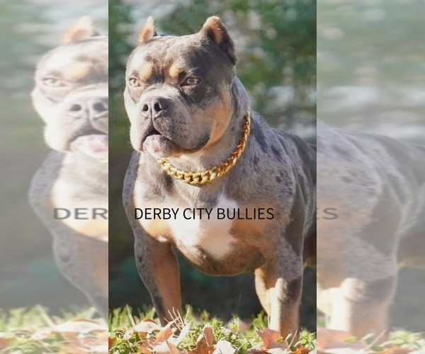 Medium Photo #1 American Bully Puppy For Sale in BOLIVAR, MO, USA
