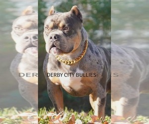 Father of the American Bully puppies born on 01/02/2026