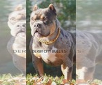 Small Photo #1 American Bully Puppy For Sale in BOLIVAR, MO, USA