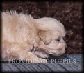 Small Photo #3 Poovanese Puppy For Sale in COPPOCK, IA, USA