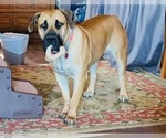 Small Photo #1 Boerboel Puppy For Sale in DELTA, CO, USA