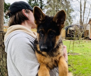 German Shepherd Dog Puppy for sale in SPANAWAY, WA, USA