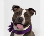 Small #1 American Pit Bull Terrier
