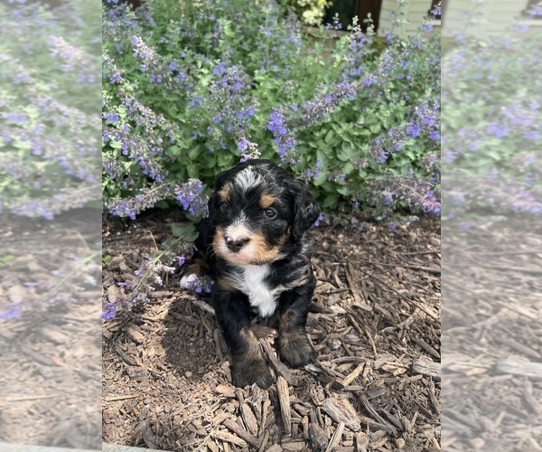 Medium Photo #5 Bernedoodle Puppy For Sale in MARTINSVILLE, IN, USA