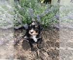Small #4 Bernedoodle