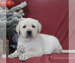 Labrador Retriever Puppy for sale in BLAIN, PA, USA