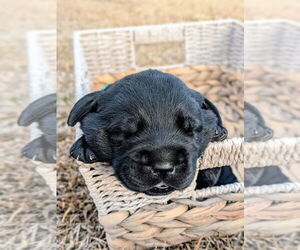 Labrador Retriever Puppy for sale in DUNN, NC, USA