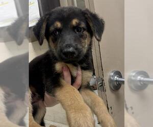 German Shepherd Dog-Unknown Mix Dogs for adoption in Conroe, TX, USA