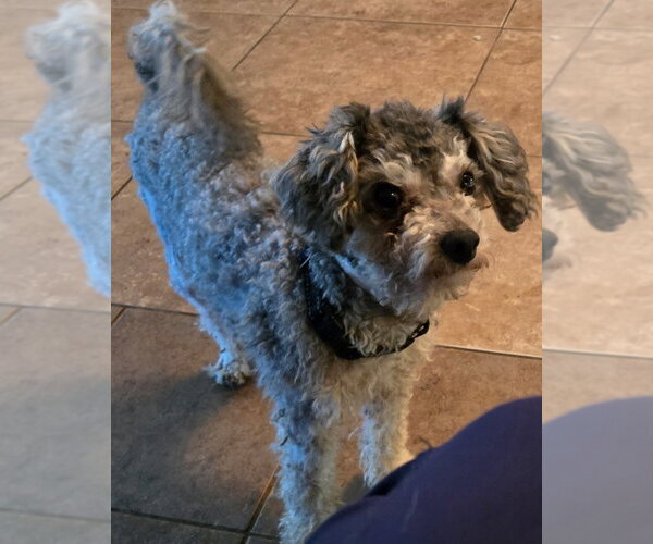 Medium Photo #1 Poodle (Miniature) Puppy For Sale in San Antonio, TX, USA