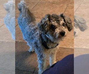 Poodle (Miniature) Dogs for adoption in San Antonio, TX, USA