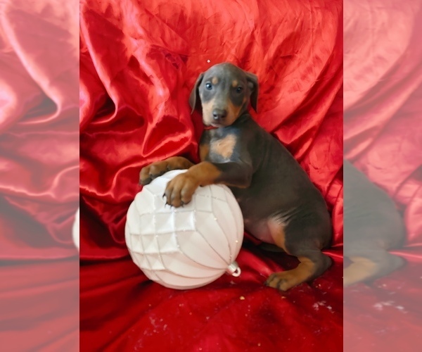 Medium Photo #4 Doberman Pinscher Puppy For Sale in YUCCA VALLEY, CA, USA