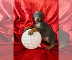 Small #3 Doberman Pinscher