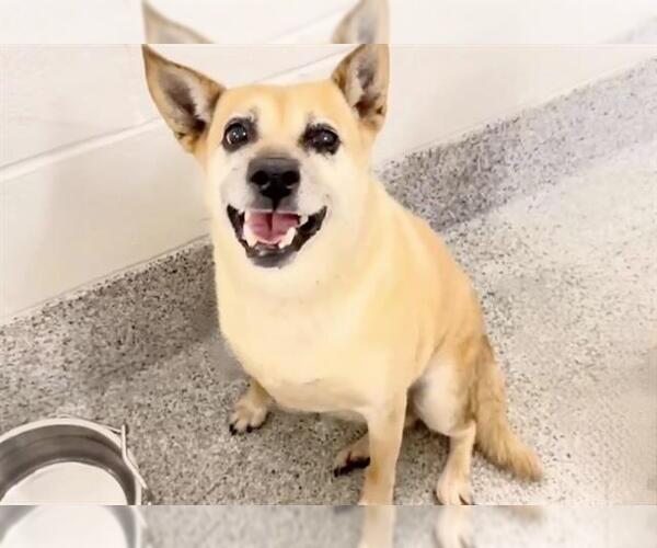 Medium Photo #2 Shiba Inu-Unknown Mix Puppy For Sale in Houston, TX, USA
