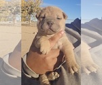 Puppy Toluse Chinese Shar-Pei