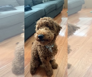 Goldendoodle (Miniature) Puppy for sale in COLUMBUS, IN, USA