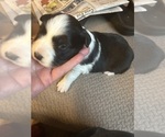 Small Photo #20 Border Collie Puppy For Sale in GIDDINGS, TX, USA