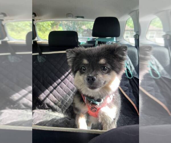 Medium Photo #3 Pomeranian Puppy For Sale in Candler, NC, USA