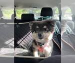 Small #2 Pomeranian