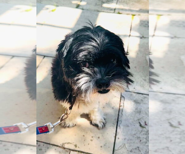 Medium Photo #3 Shih Tzu Puppy For Sale in Brights Grove, Ontario, Canada