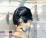 Small #2 Shih Tzu