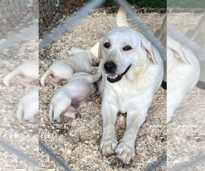 Mother of the Labrador Retriever puppies born on 07/14/2022