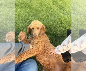 Mother of the Poodle (Standard) puppies born on 07/29/2026