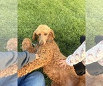 Small Photo #1 Poodle (Standard) Puppy For Sale in SAN BERNARDINO, CA, USA