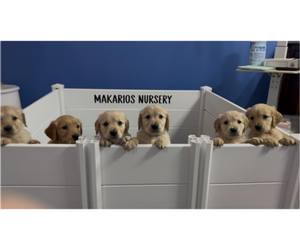 Golden Retriever Puppy for Sale in CONWAY, South Carolina USA