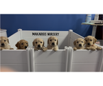Small Golden Retriever