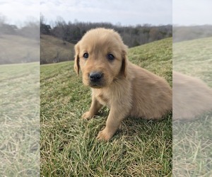 Golden Retriever Puppy for sale in WILLIAMSTOWN, KY, USA