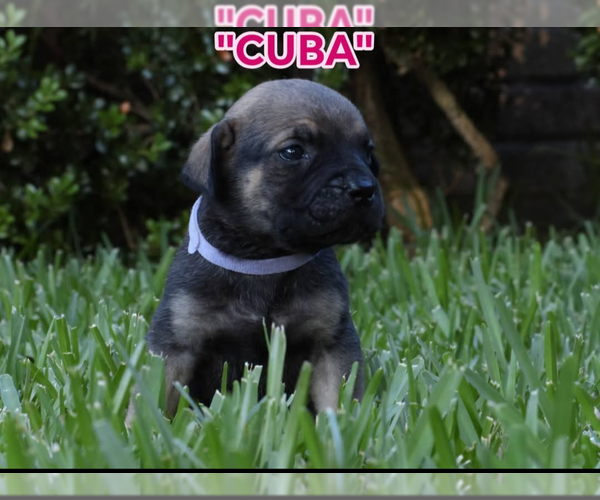 Medium Photo #11 America Bandogge Mastiff Puppy For Sale in DEER PARK, TX, USA