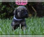 Small #10 America Bandogge Mastiff