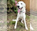 Small #4 Great Pyrenees