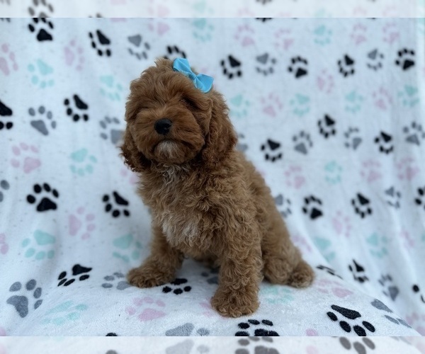 Medium Photo #3 Cock-A-Poo Puppy For Sale in LAKELAND, FL, USA