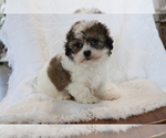 Small Photo #3 Zuchon Puppy For Sale in SHILOH, OH, USA