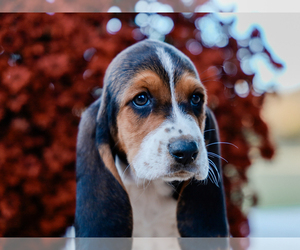 Basset Hound Puppy for sale in LIBERTY, KY, USA