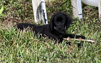 Goldmaraner Puppy for sale in VALDOSTA, GA, USA