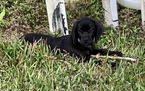 Small Photo #1 Goldmaraner Puppy For Sale in VALDOSTA, GA, USA