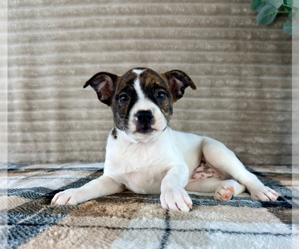 Medium Photo #5 Brat Puppy For Sale in GREENFIELD, IN, USA