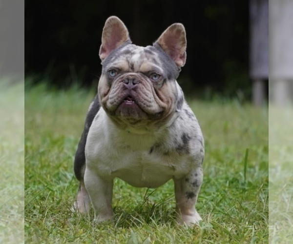 Medium Photo #1 French Bulldog Puppy For Sale in HOPE MILLS, NC, USA