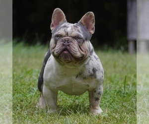 Father of the French Bulldog puppies born on 12/24/2024