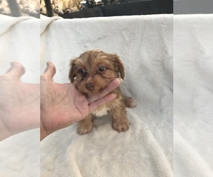 Yorkshire Terrier Puppy for sale in CYPRESS MILL, TX, USA