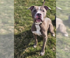 Mutt Dogs for adoption in Ogden, UT, USA