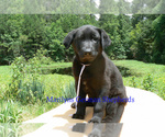 Small #3 German Shepherd Dog