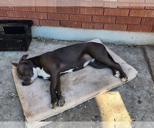 Staffordshire Bull Terrier-Unknown Mix Dogs for adoption in Ogden, UT, USA