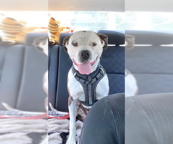 Medium Photo #1 American Staffordshire Terrier-Boxer Mix Puppy For Sale in San Juan Capistrano, CA, USA