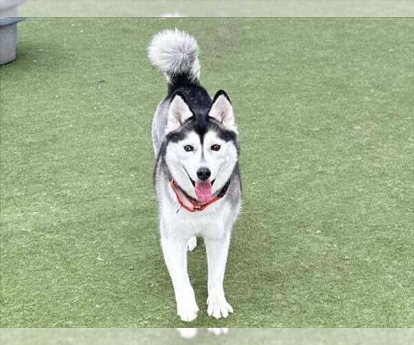 Medium Photo #2 Siberian Husky Puppy For Sale in Martinez, CA, USA