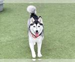 Small #1 Siberian Husky
