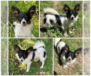 Papillon Puppy for sale in MINNEAPOLIS, MN, USA